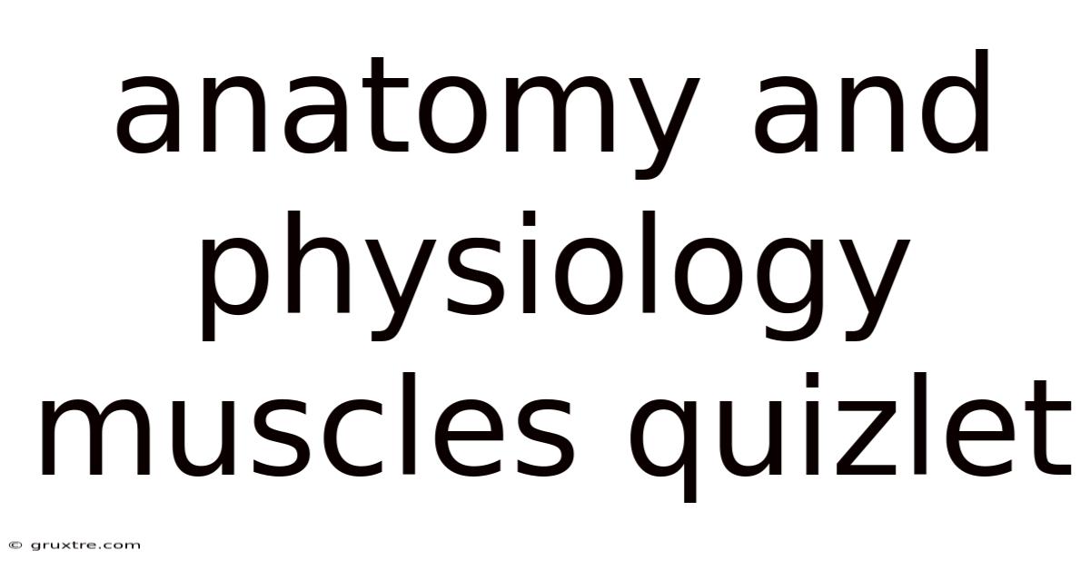 Anatomy And Physiology Muscles Quizlet