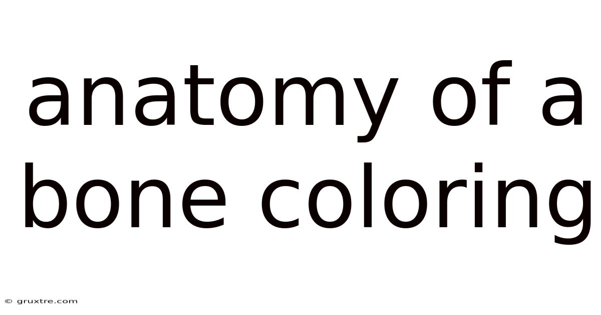 Anatomy Of A Bone Coloring