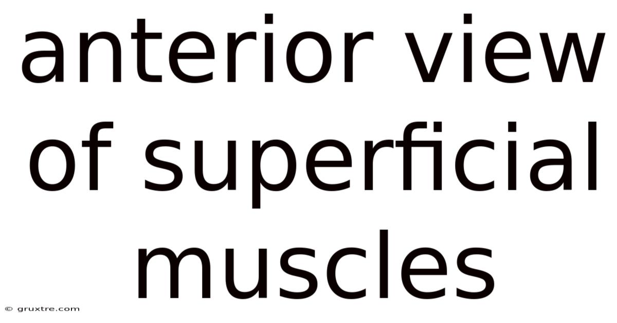 Anterior View Of Superficial Muscles
