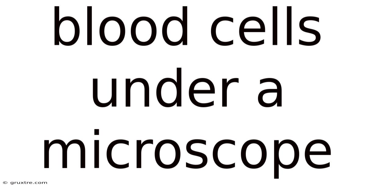 Blood Cells Under A Microscope