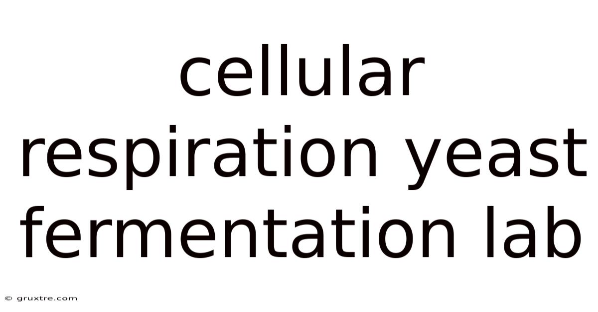 Cellular Respiration Yeast Fermentation Lab