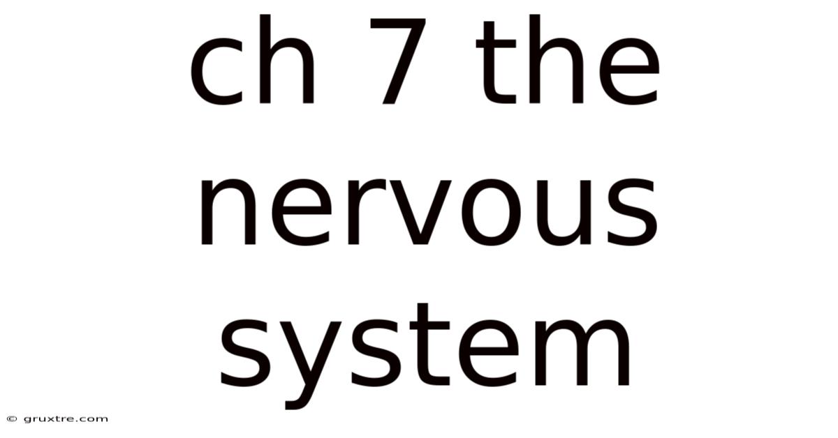 Ch 7 The Nervous System