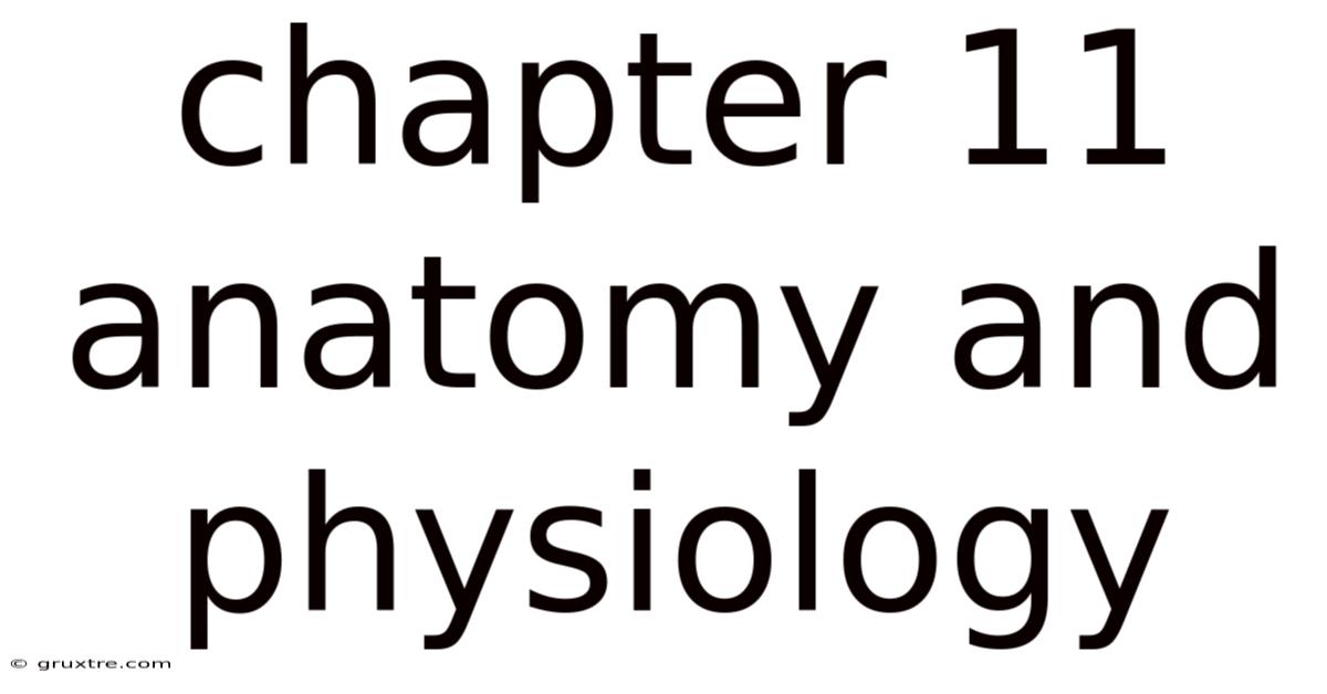 Chapter 11 Anatomy And Physiology