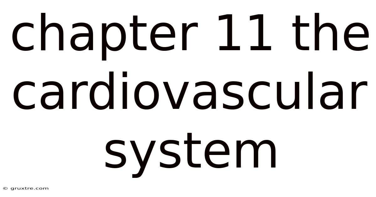 Chapter 11 The Cardiovascular System
