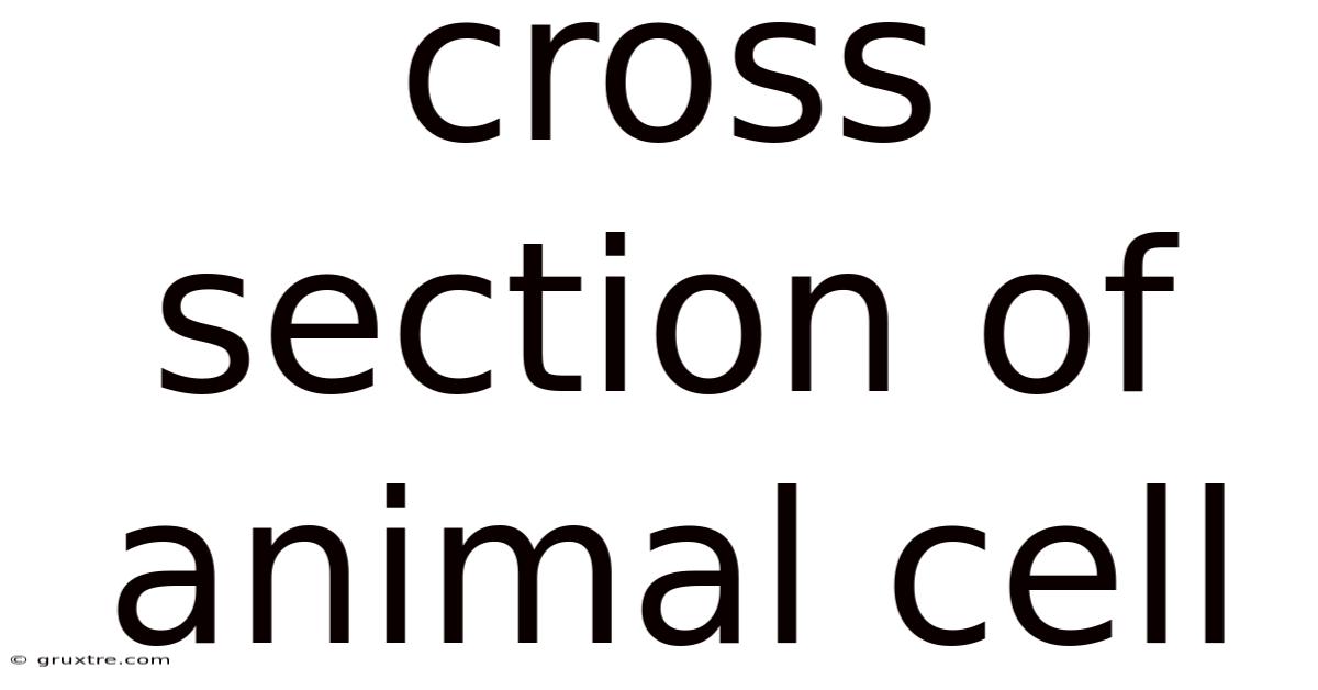 Cross Section Of Animal Cell