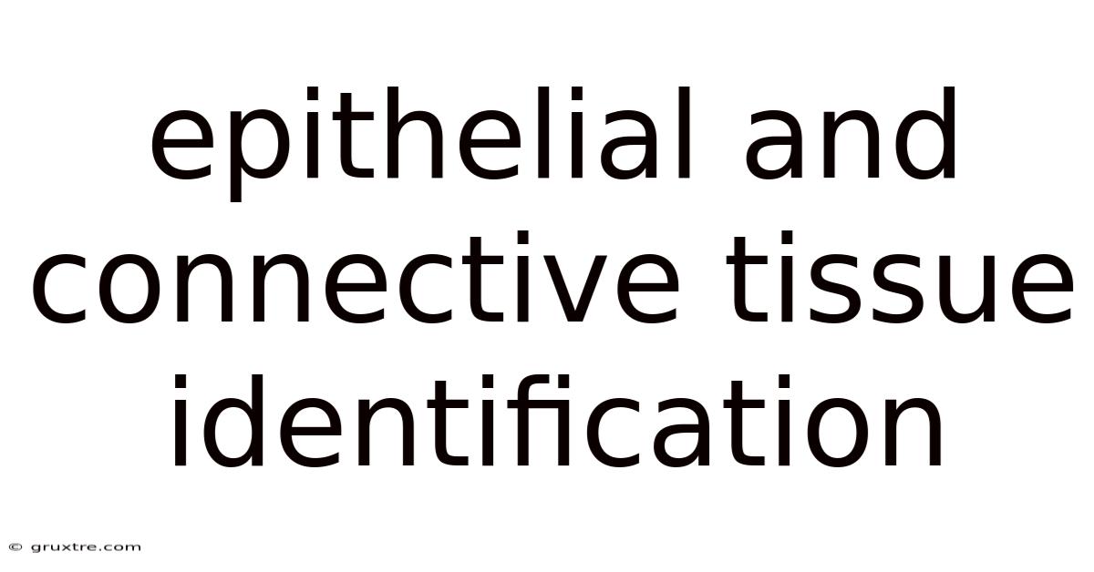 Epithelial And Connective Tissue Identification