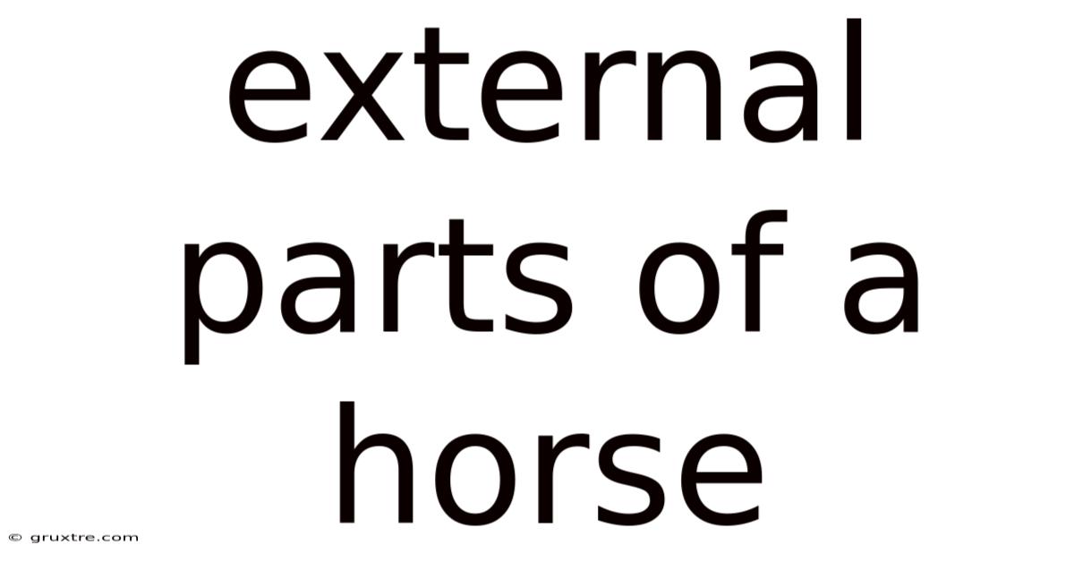 External Parts Of A Horse