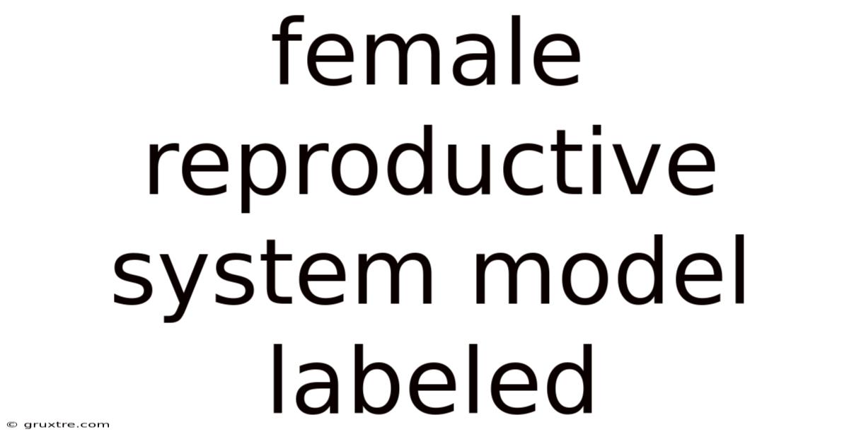 Female Reproductive System Model Labeled