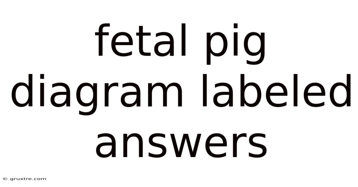 Fetal Pig Diagram Labeled Answers