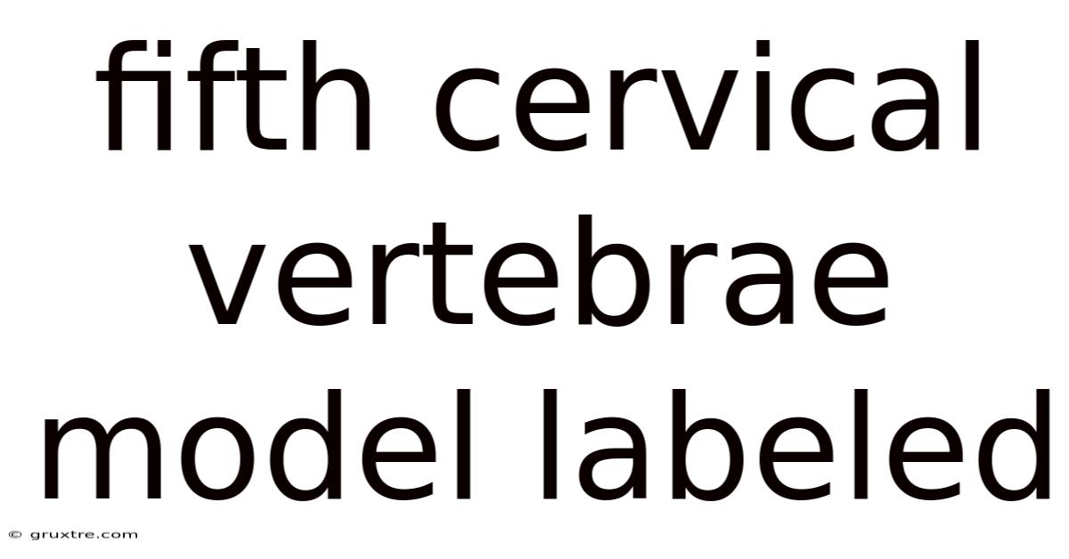 Fifth Cervical Vertebrae Model Labeled