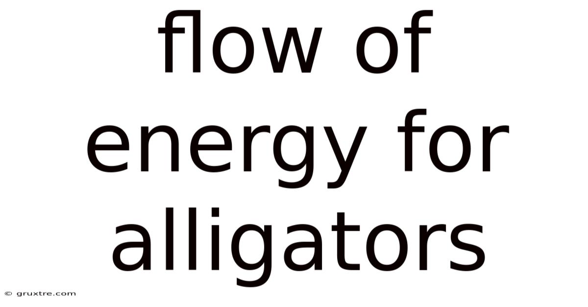Flow Of Energy For Alligators