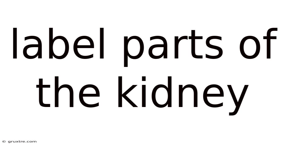 Label Parts Of The Kidney