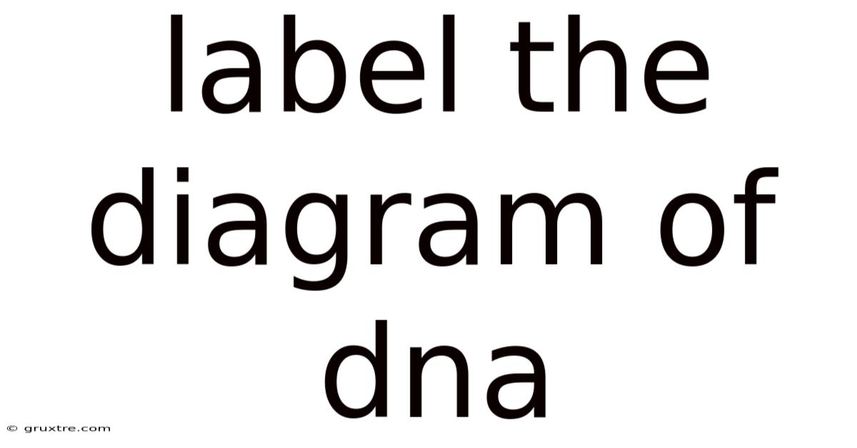 Label The Diagram Of Dna