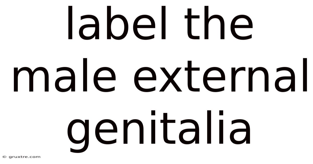 Label The Male External Genitalia