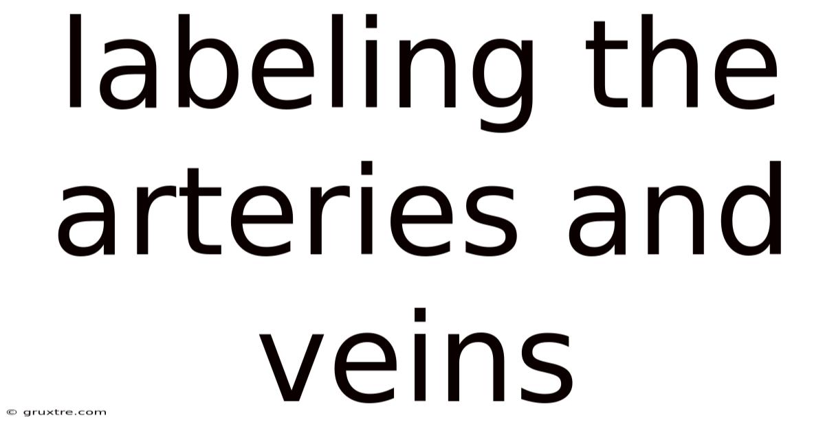 Labeling The Arteries And Veins