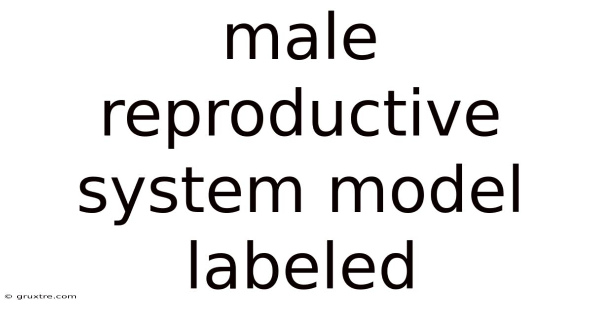 Male Reproductive System Model Labeled