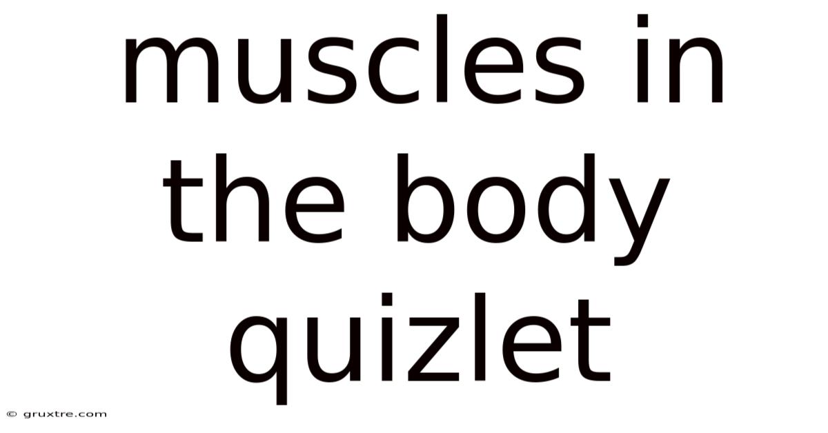 Muscles In The Body Quizlet