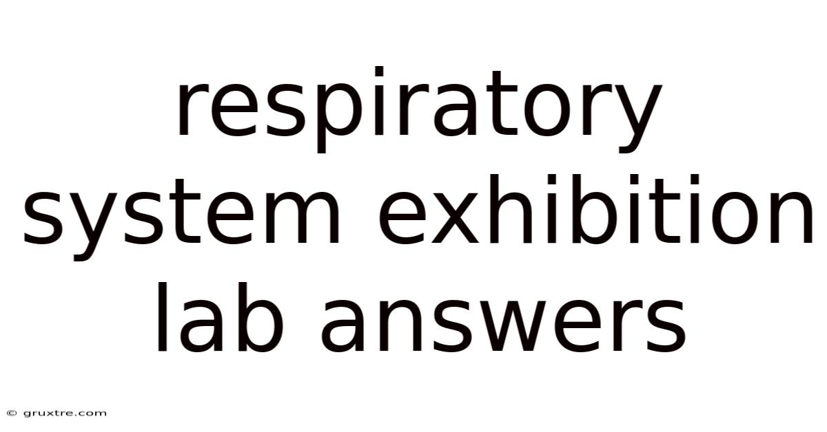 Respiratory System Exhibition Lab Answers