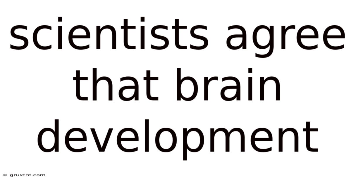 Scientists Agree That Brain Development