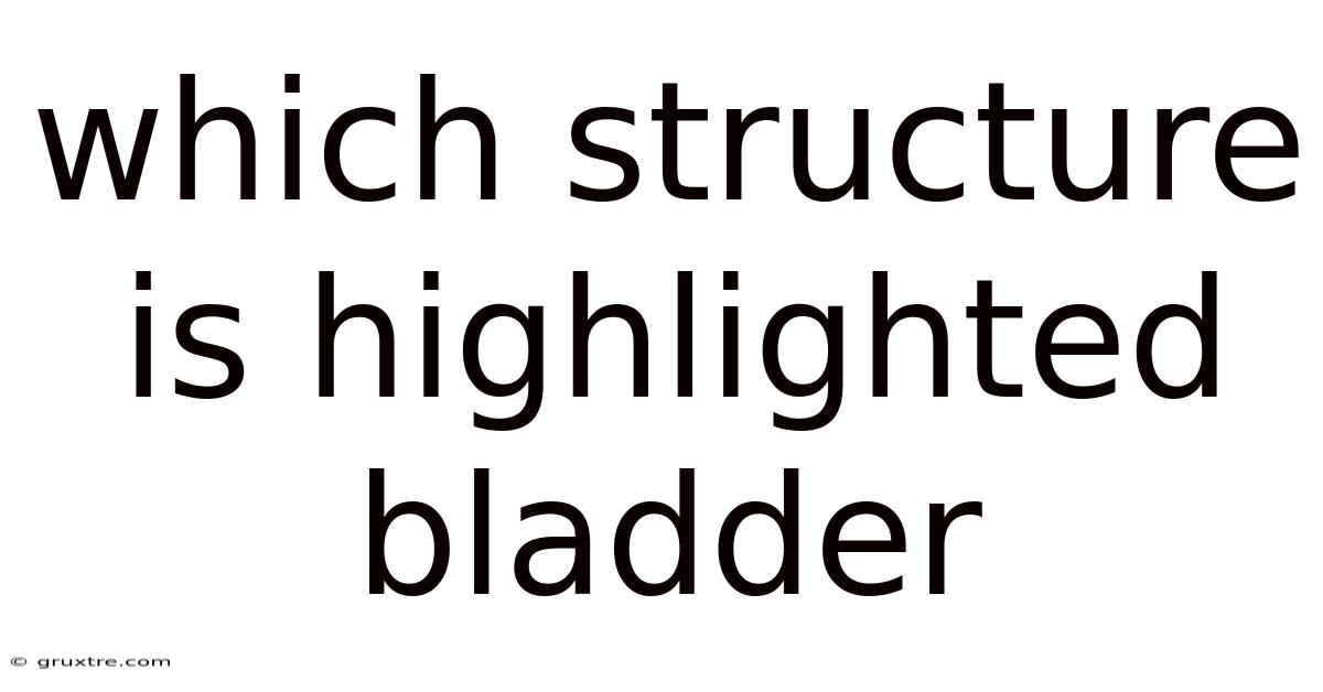 Which Structure Is Highlighted Bladder