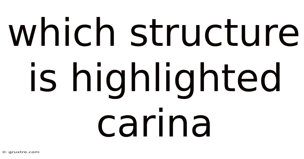 Which Structure Is Highlighted Carina